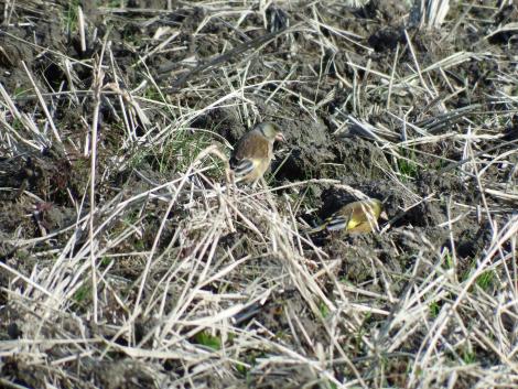 田んぼのカワラヒワ