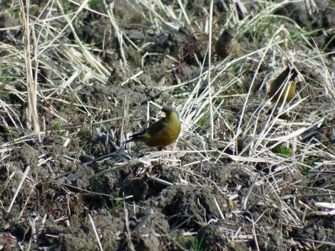 田んぼのカワラヒワ