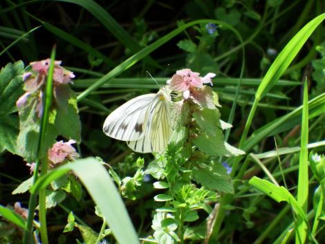 スジグロシロチョウ