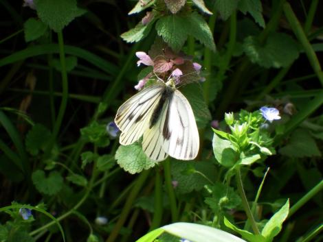 スジグロシロチョウ