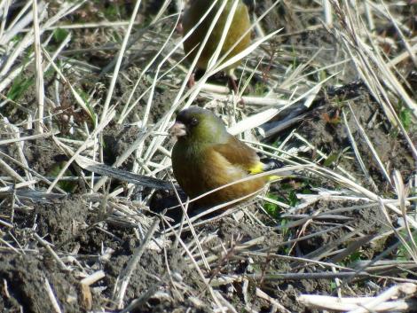 田んぼのカワラヒワ