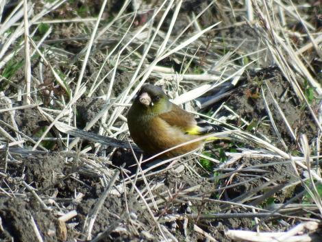 田んぼのカワラヒワ