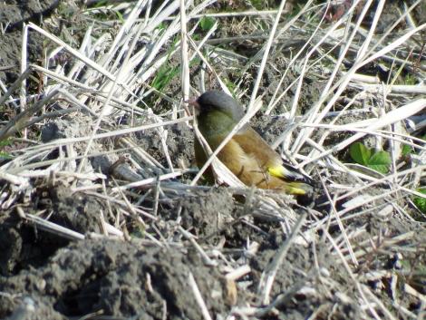 田んぼのカワラヒワ