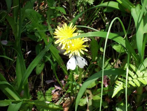 ツマキチョウ♀