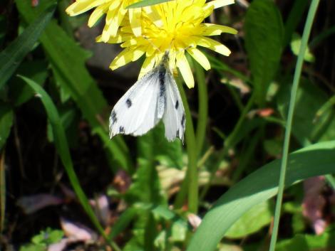 ツマキチョウ♀