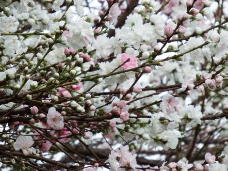大淀野草の花桃