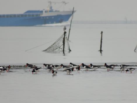 貨物船とミヤコドリ