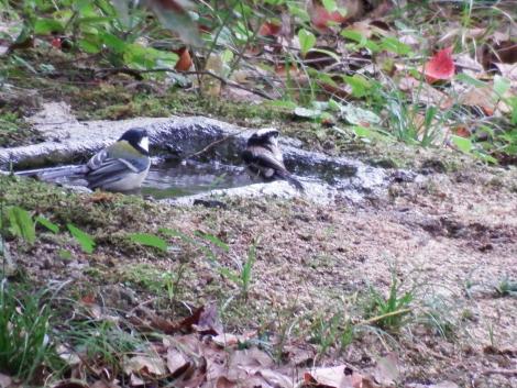 シジュウカラ、エナガ