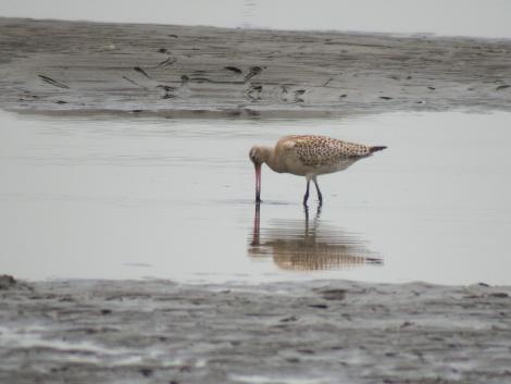 オオソリハシシギ