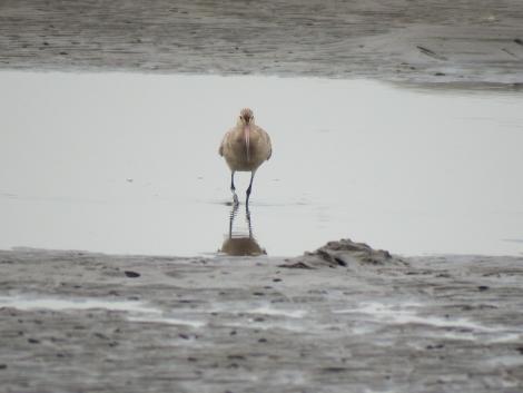 オオソリハシシギ