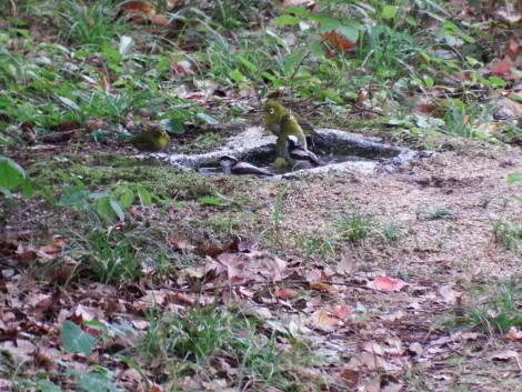 メジロ、エナガ