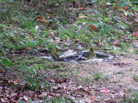 メジロ、エナガ