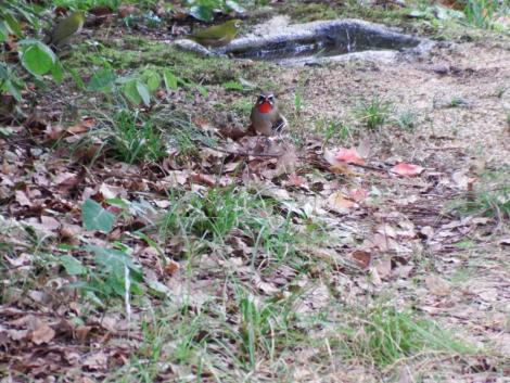 ノゴマ、メジロ