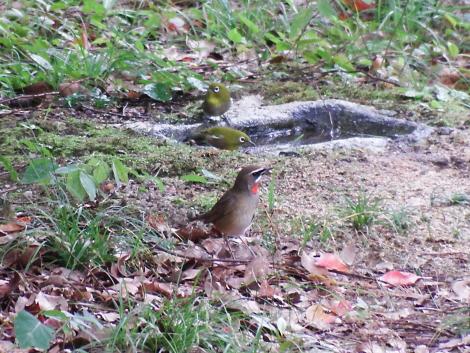 ノゴマ、メジロ