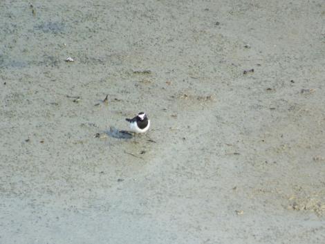 セグロセキレイ