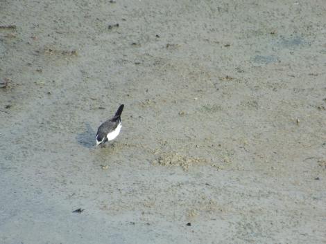 セグロセキレイ