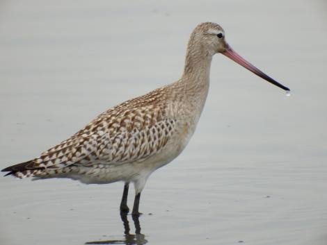 オオソリハシシギ