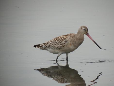 オオソリハシシギ