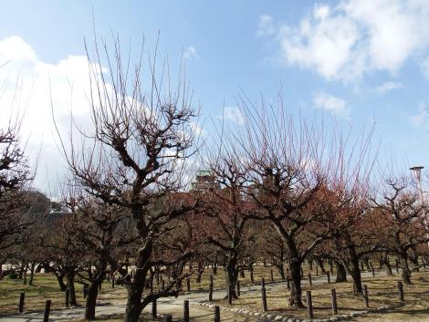 大阪城公園梅林