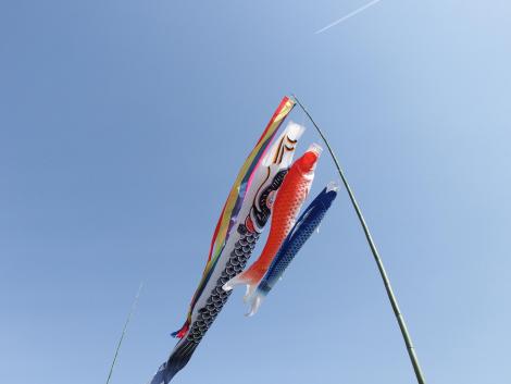 鯉のぼり