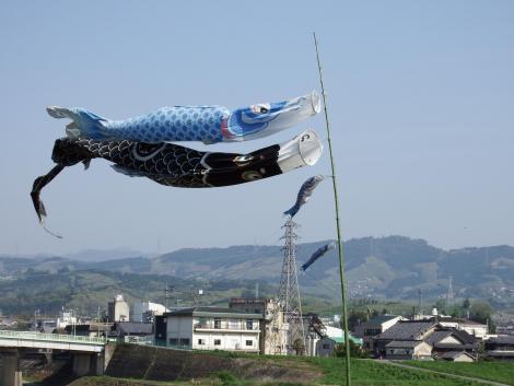 鯉のぼり