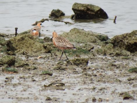 オオソリハシシギとメダイチドリ