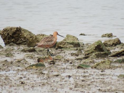 オオソリハシシギ