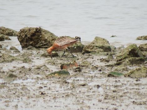 オオソリハシシギ