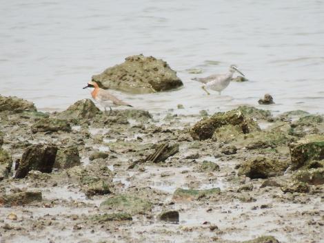 メダイチドリとキアシシギ