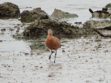 オオソリハシシギ