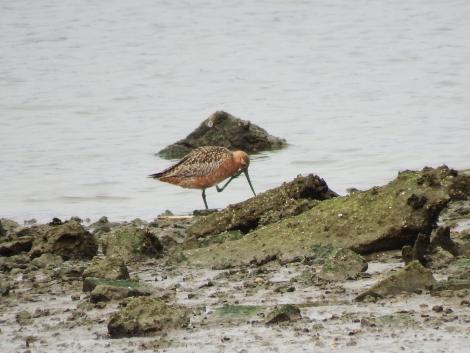 オオソリハシシギ