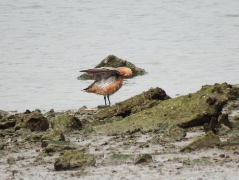 オオソリハシシギ