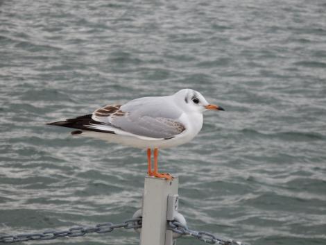ユリカモメ幼鳥