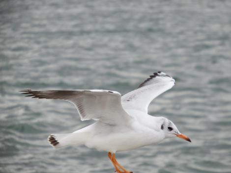 ユリカモメ幼鳥
