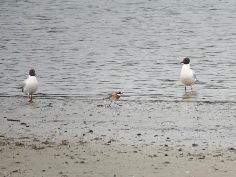 メダイチドリとユリカモメ