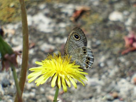 ヒメウラナミジャノメ