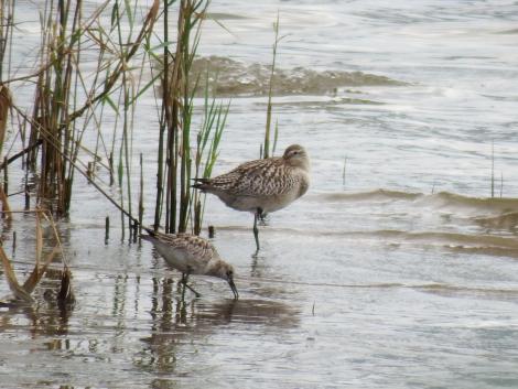 オオソリハシシギとオバシギ