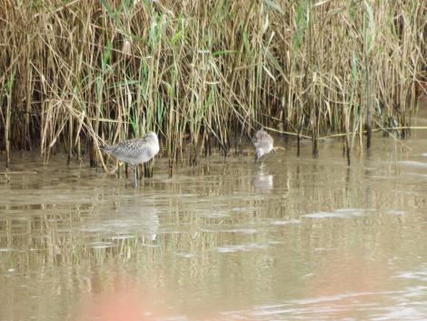 オオソリハシシギとオバシギ