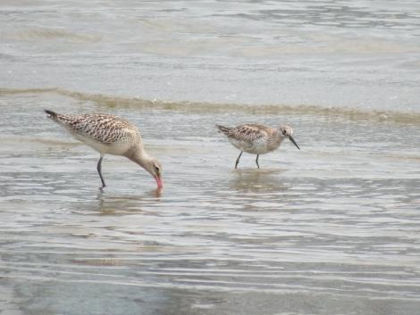 オオソリハシシギとオバシギ
