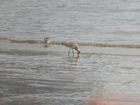 オオソリハシシギとオバシギ