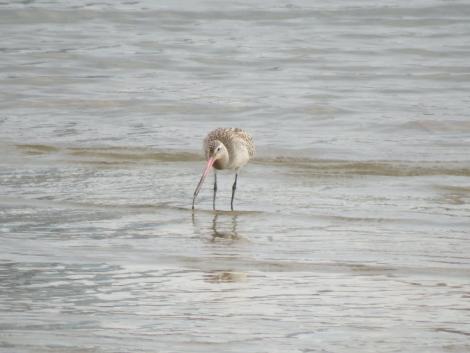 オオソリハシシギ