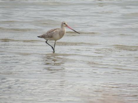 オオソリハシシギ