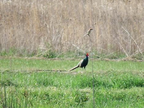 キジとモズ キジとモズ