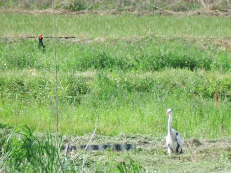 キジとアオサギ