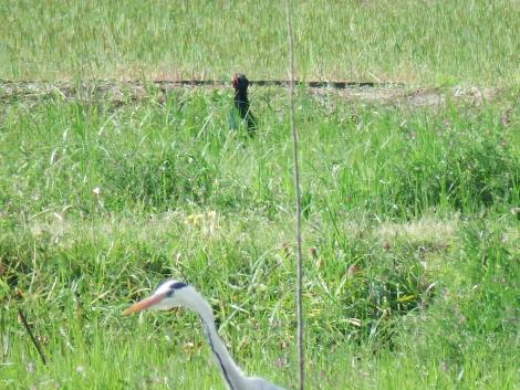 キジとアオサギ