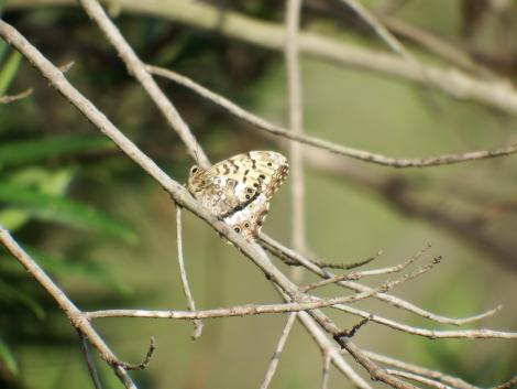 サトキマダラヒカゲ