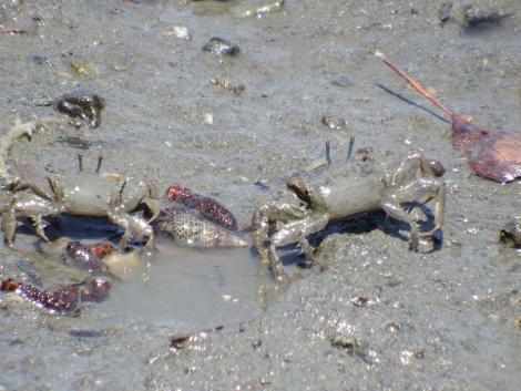 ヤマトオサガニ