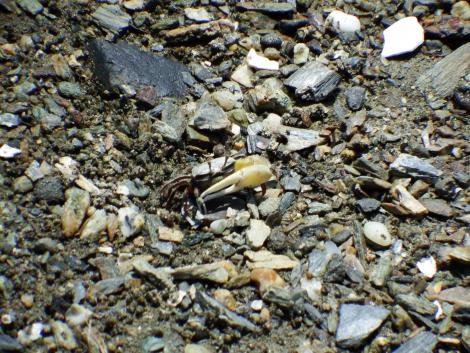 ハクセンシオマネキ