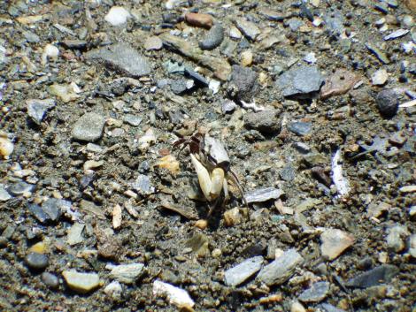 ハクセンシオマネキ