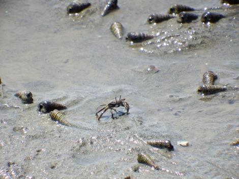 ヤマトオサガニとウミニナ